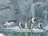 penguin posse